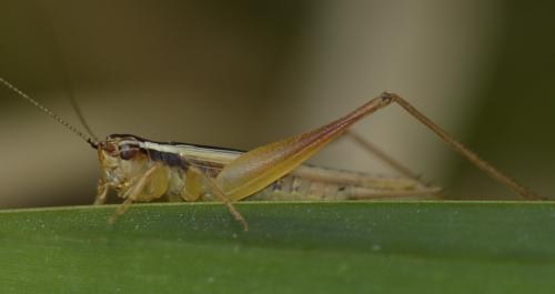 Réf. 268 762 : Euscyrtus bivittatus
